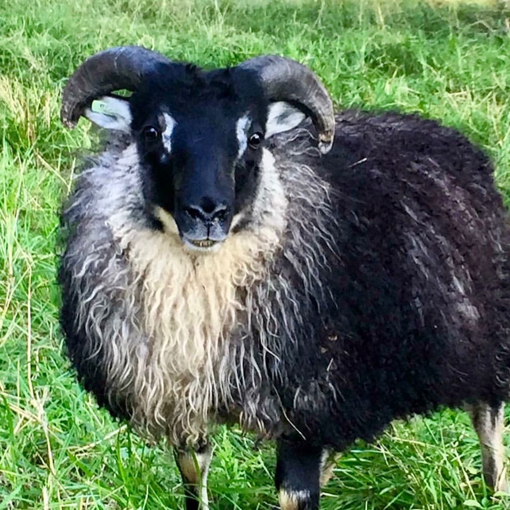 Black-faced sheep with large curled horns, standing in a grassy field, looking directly at the viewer.