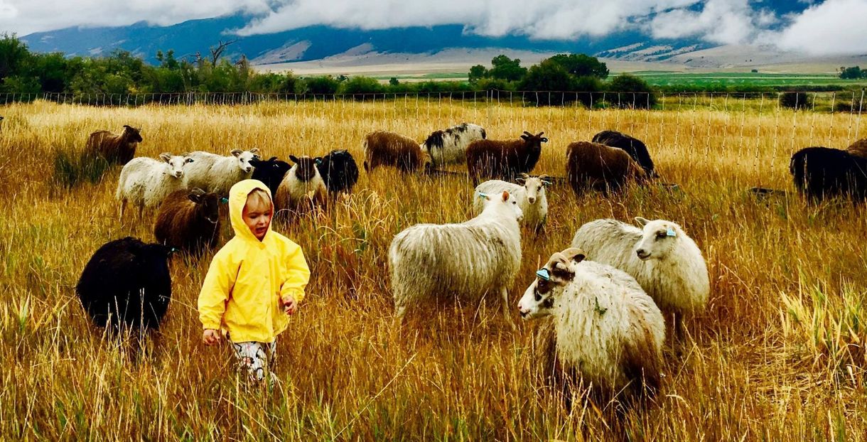 Child in yellow coat among sheep in a golden field, mountains in the background.
