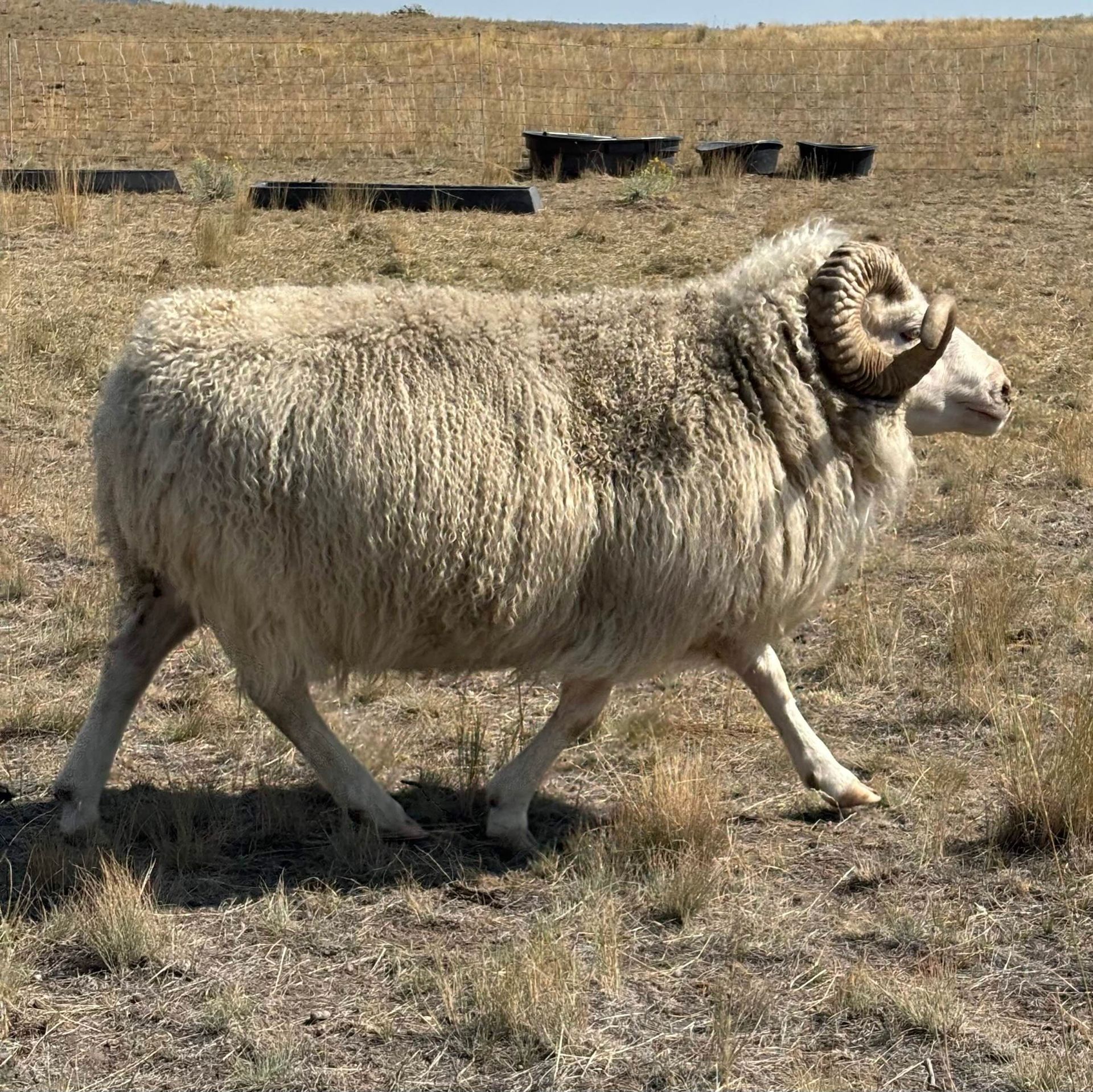 Ram with curled horns walking on dry grass in a field with some troughs.