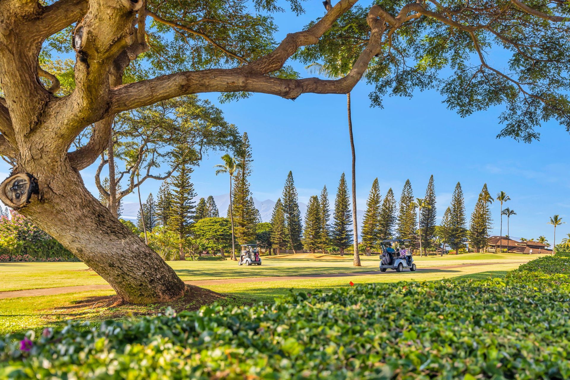 Two golf carts on a grassy course under a large tree, with a line of tall pine trees against a blue sky in the background.