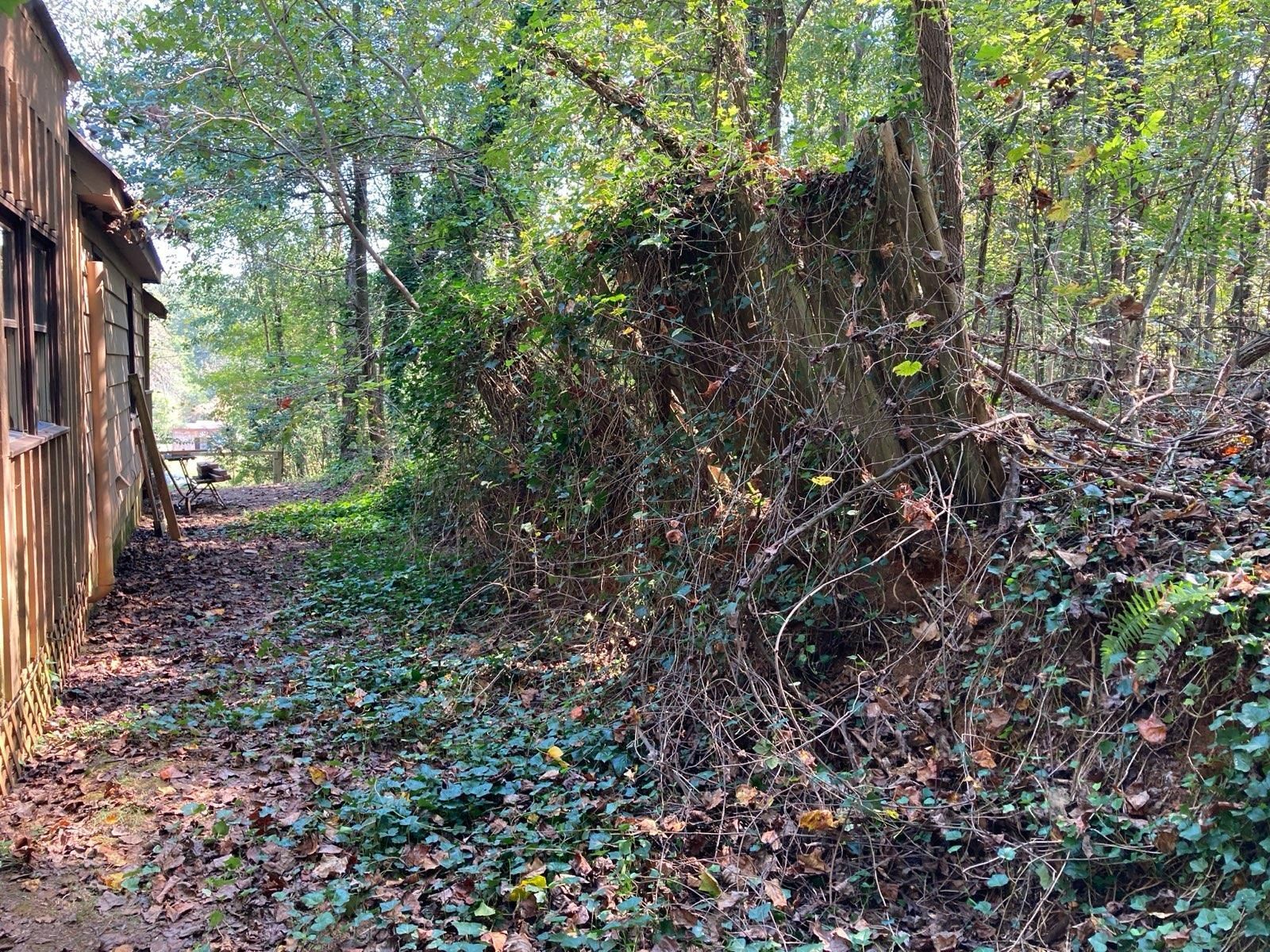 There is a shed in the middle of the woods.