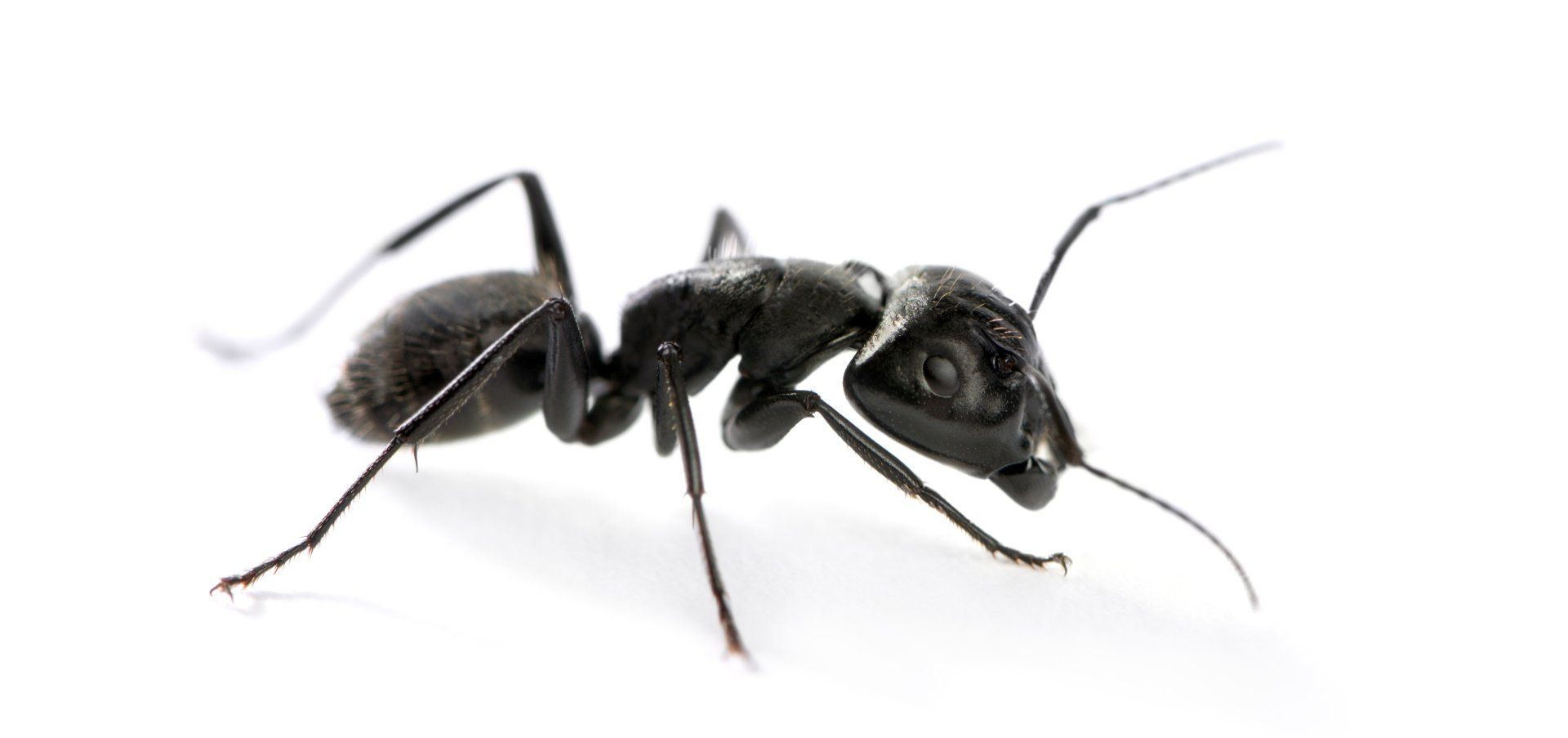 Portland Ant Control