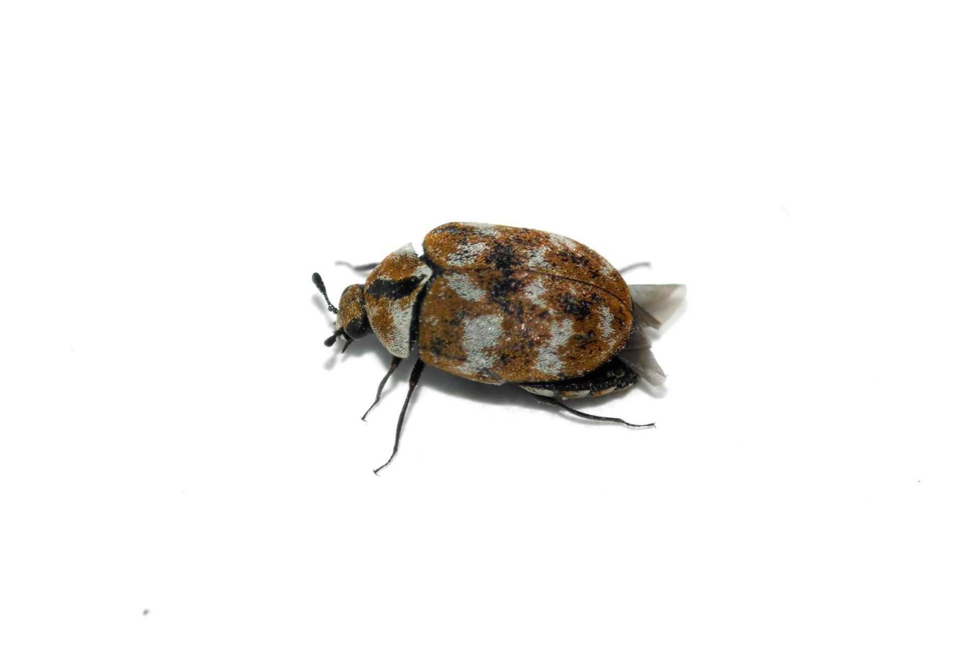 Portland Carpet Beetle Control