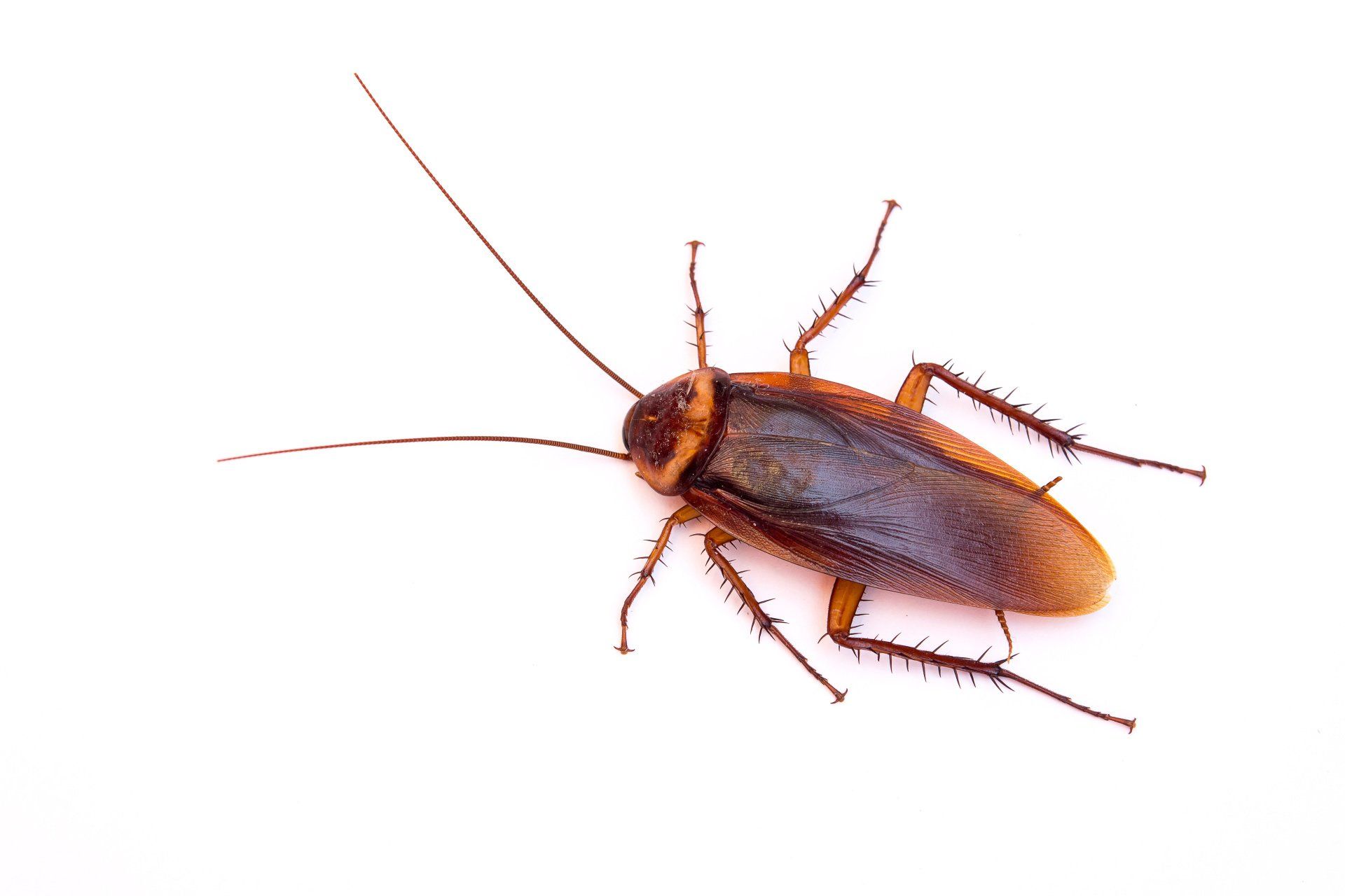 Portland Cockroach Control