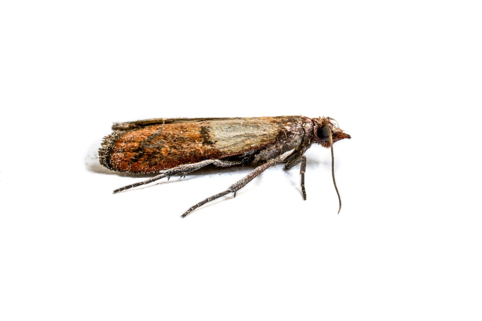 Portland Moth Control