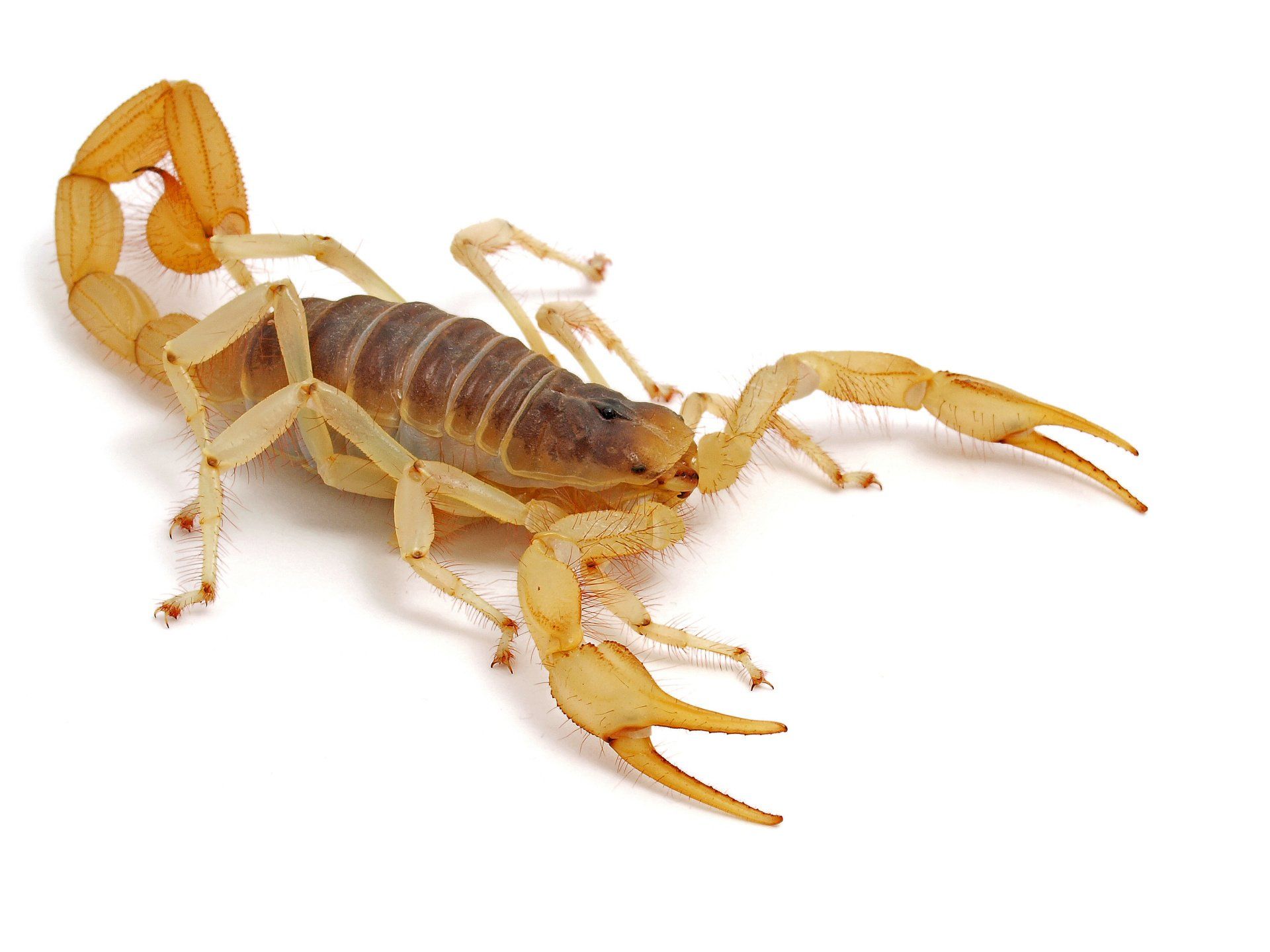 Portland Scorpion Control