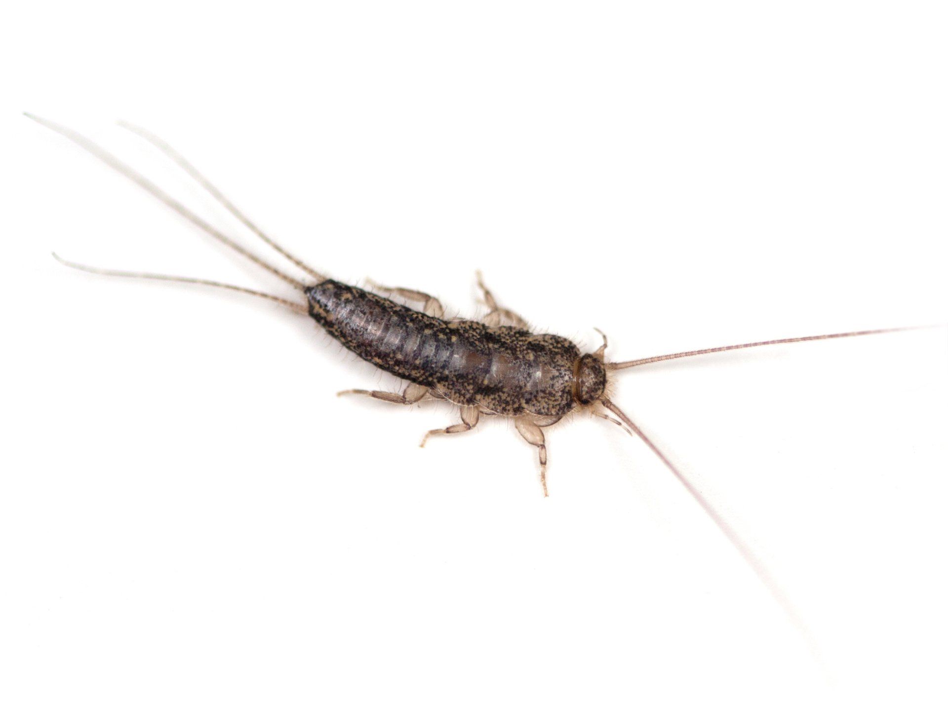 Portland Silverfish Control