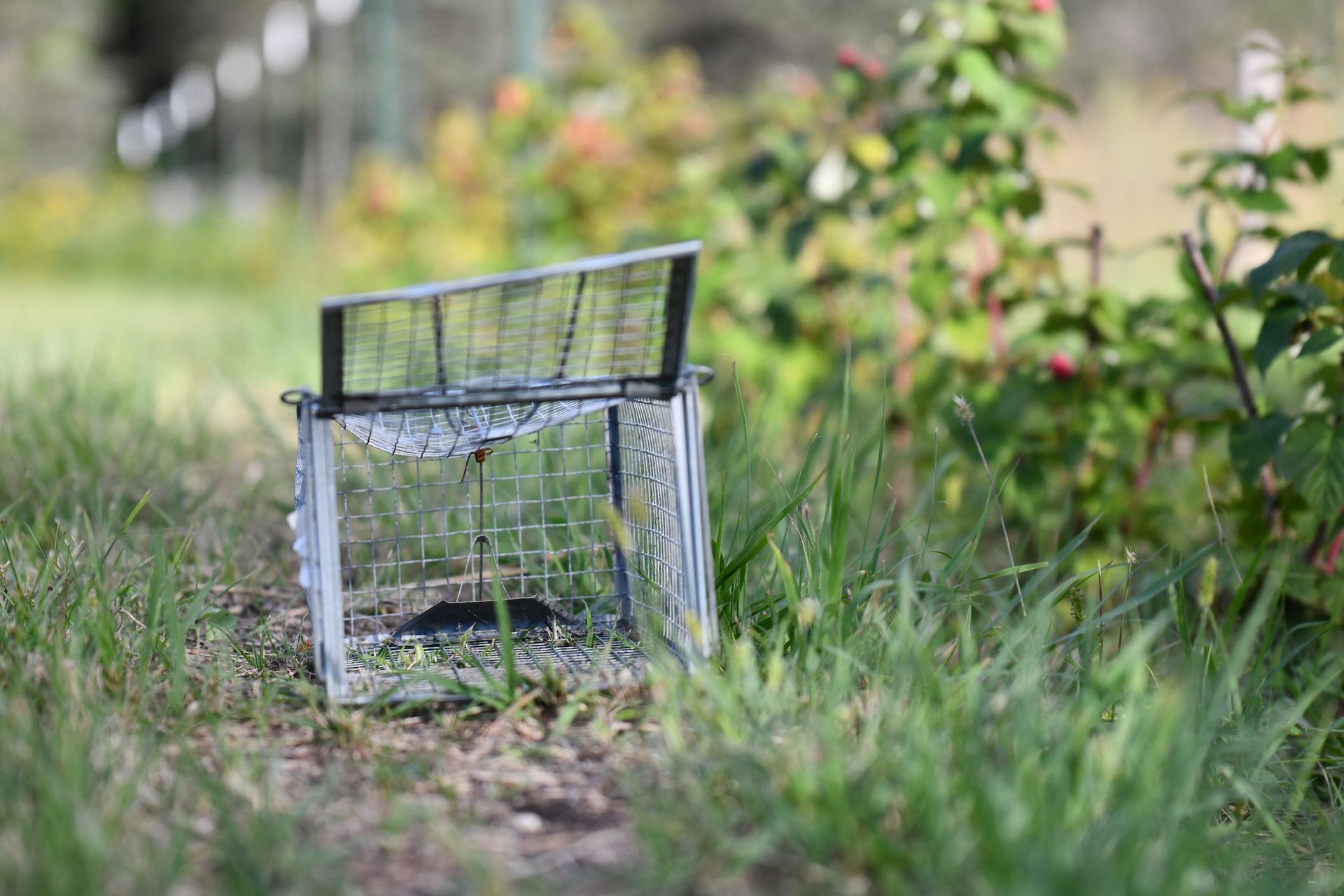 Empty Animal Trap — Greenville, MI – American Pest Solutions