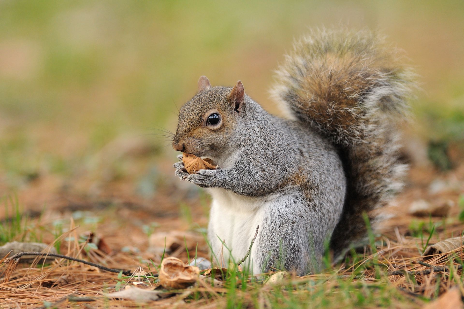 Eastern Gray Squirrel — Greenville, MI – American Pest Solutions