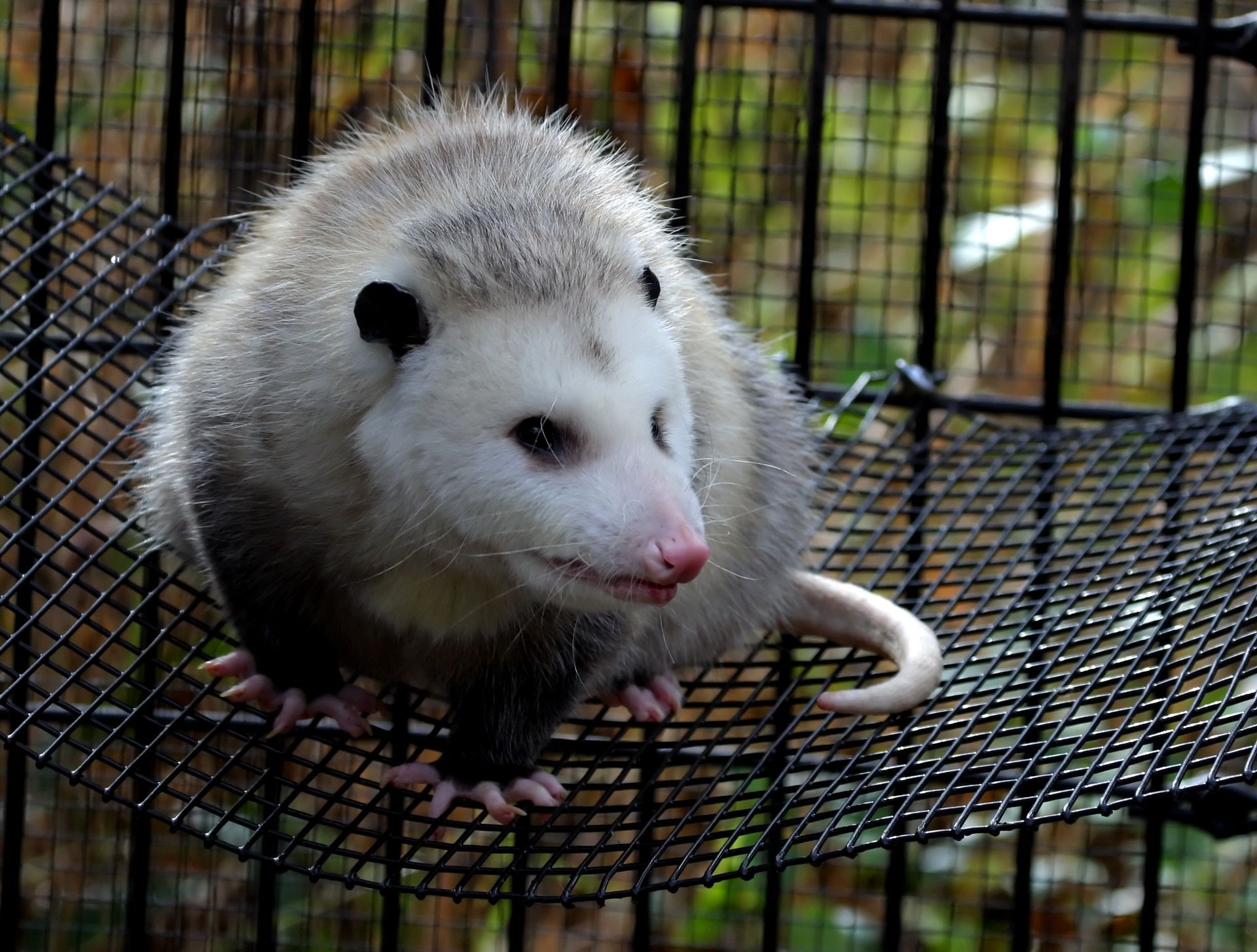 Possum — Greenville, MI – American Pest Solutions