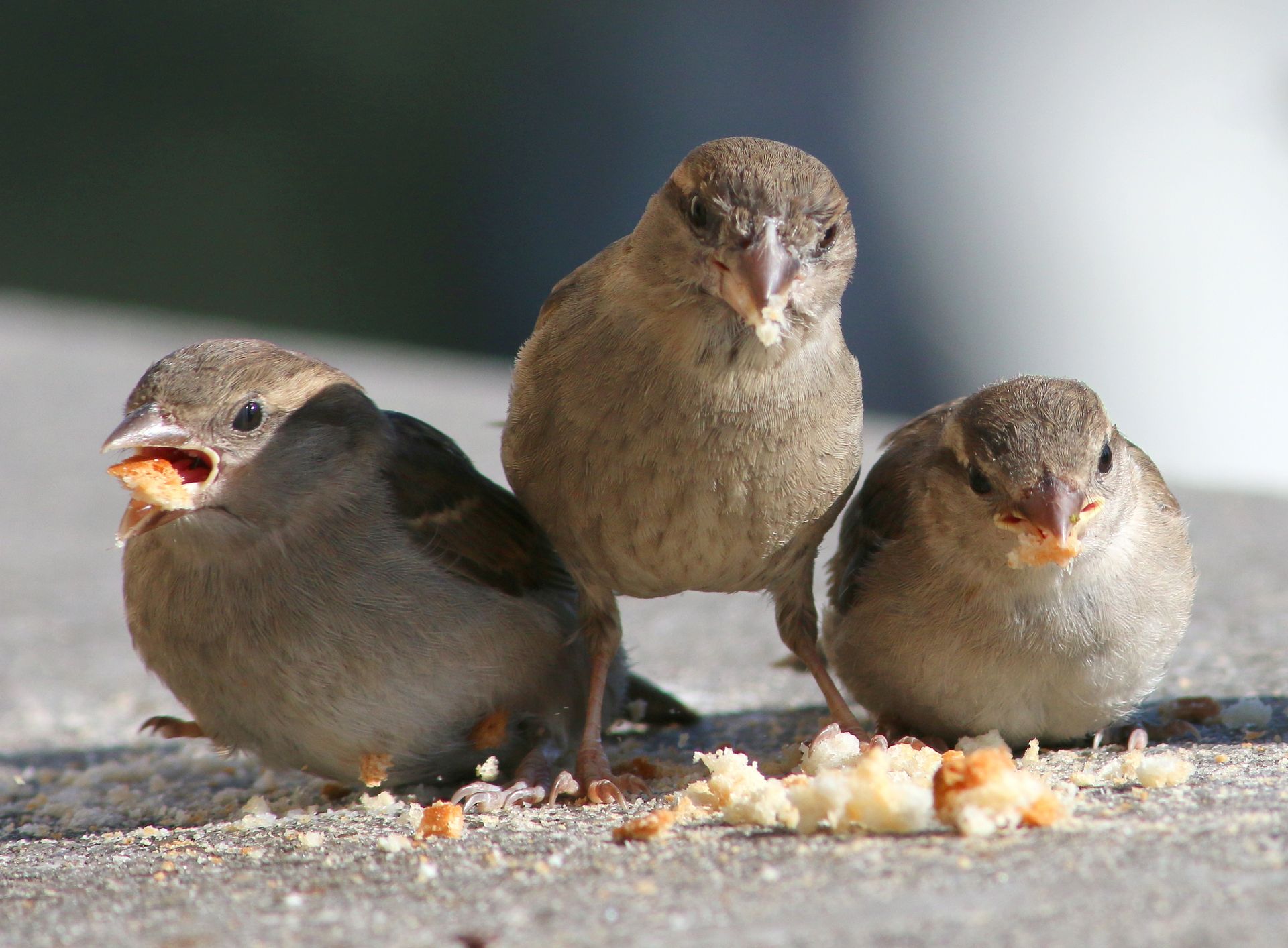 Baby House Sparrows — Greenville, MI – American Pest Solutions