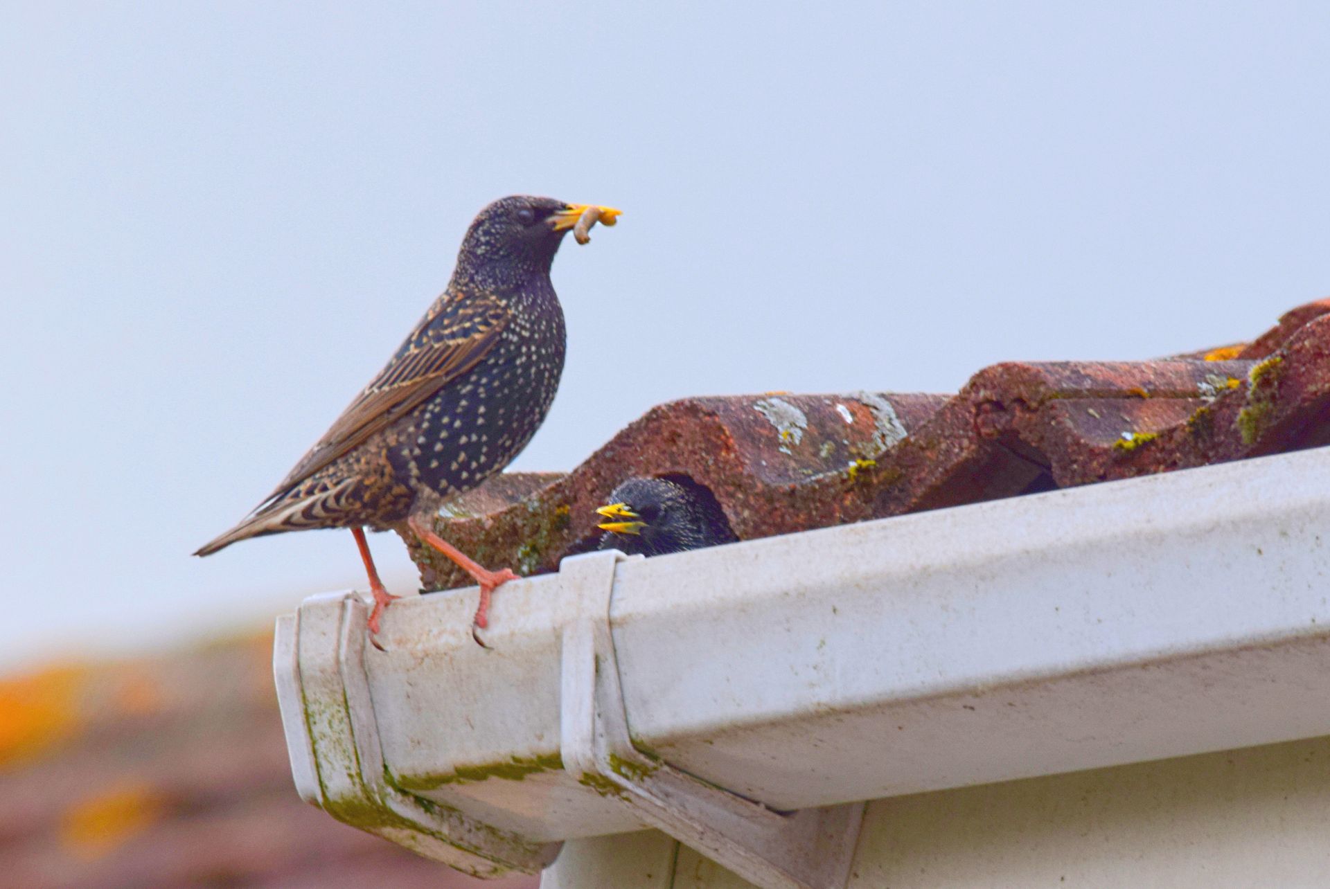 Starling Birds Nesting in Roof — Greenville, MI – American Pest Solutions