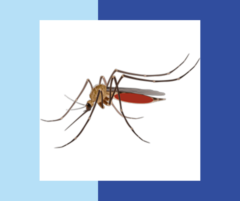 Professional-Mosquito-Service