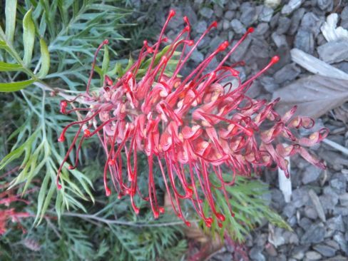 Range of native and exotic plants available.