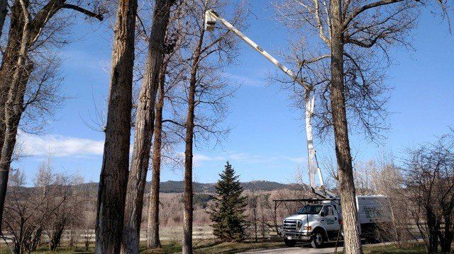 Tree Service — Fernrifge Doing Tree Cutting Besides Lake in Firth, ID