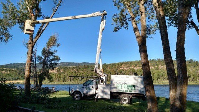 Tree Removal and Pruning — Fernrifge Doing Tree Pruning Beside Lake i