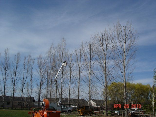 Hazard Tree Removal —  Fernrifge Doing Tree Pruning in Open Area in Firth, ID
