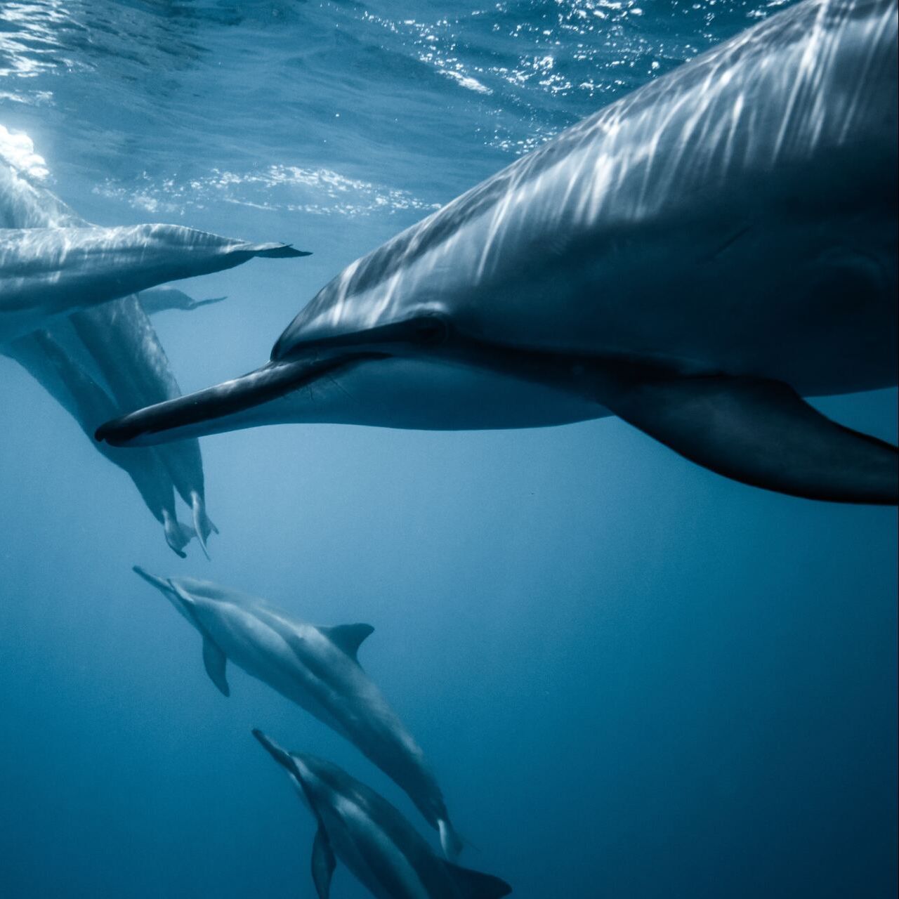 A group of dolphins are swimming in the ocean