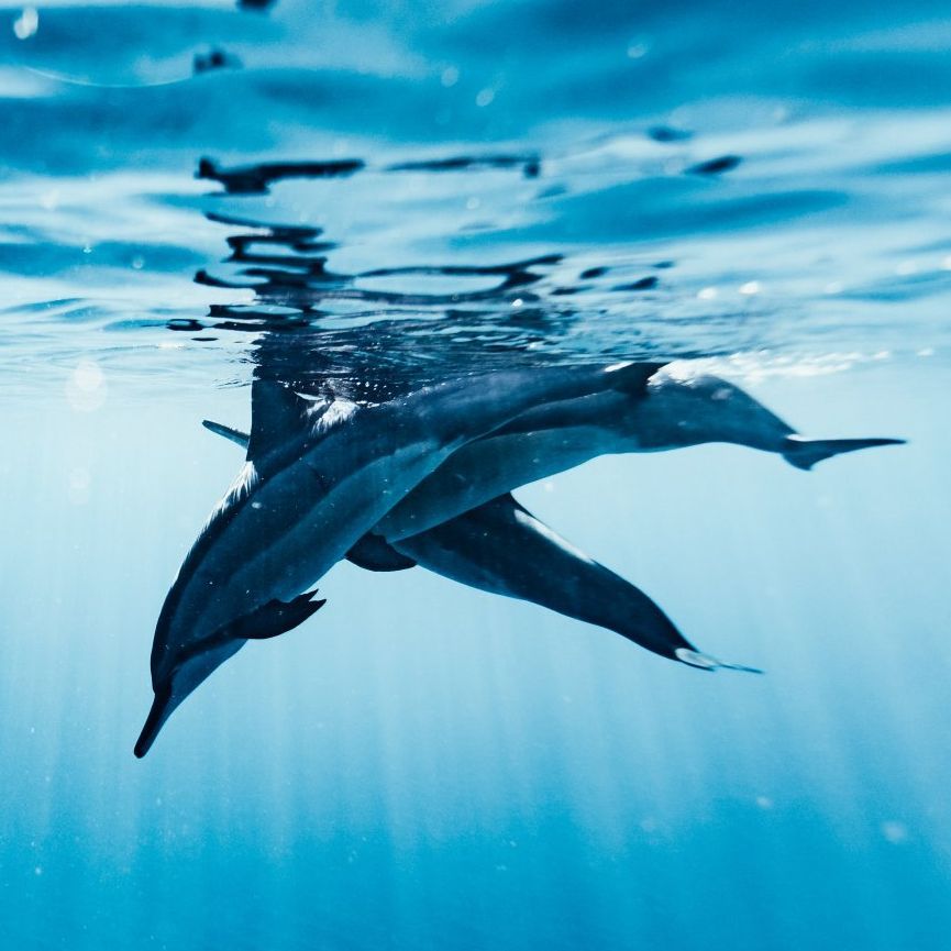 A couple of dolphins are swimming in the ocean.