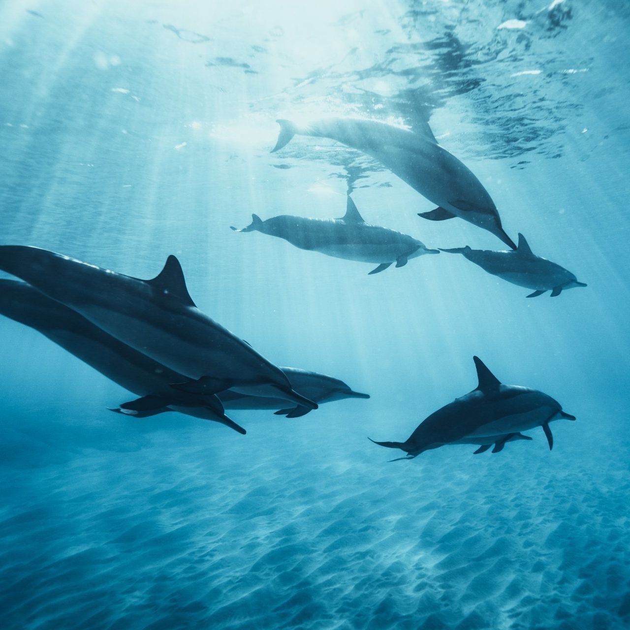 A group of dolphins are swimming in the ocean