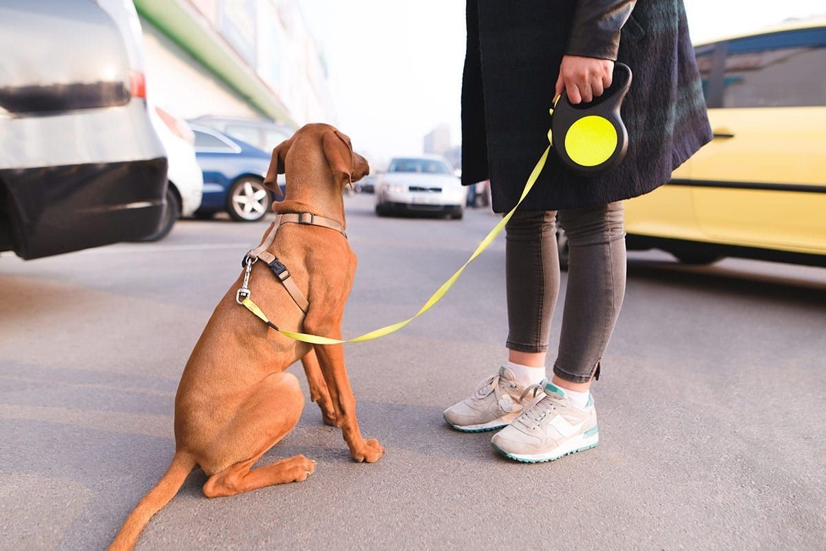 Dog on leash sitting on pavement, facing away from person holding retractable leash in a parking lot.