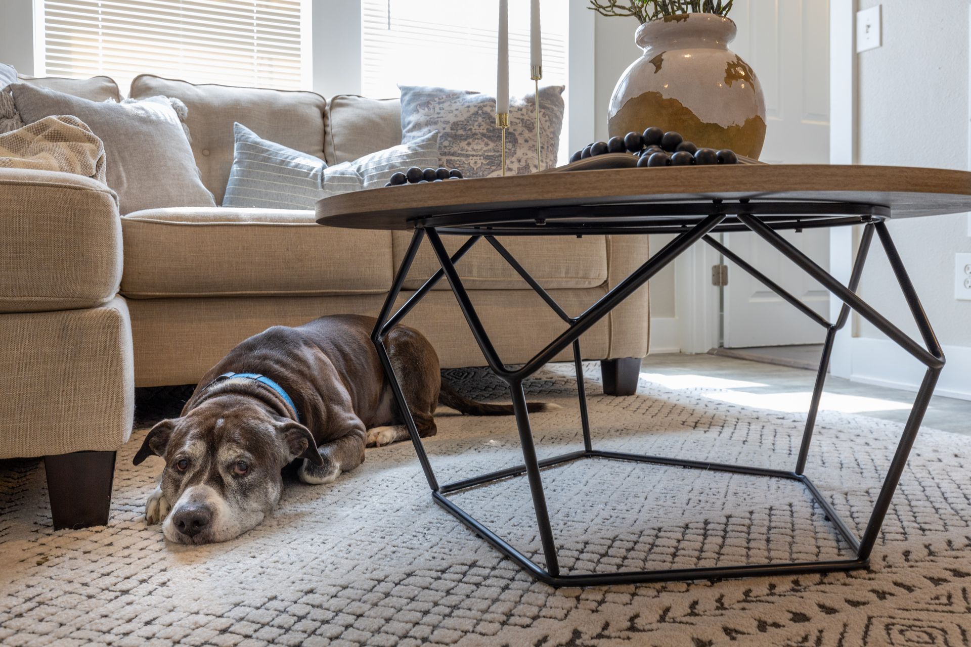a dog is laying on the floor next to a coffee table in a living room .