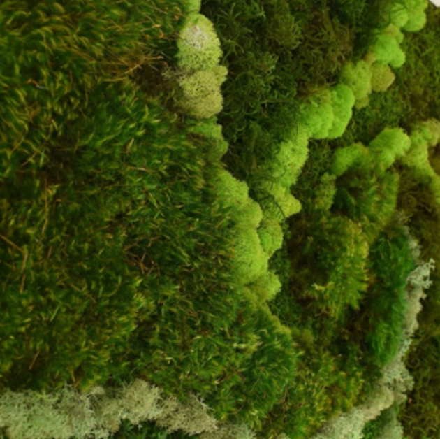 A close up of a wall covered in green moss.