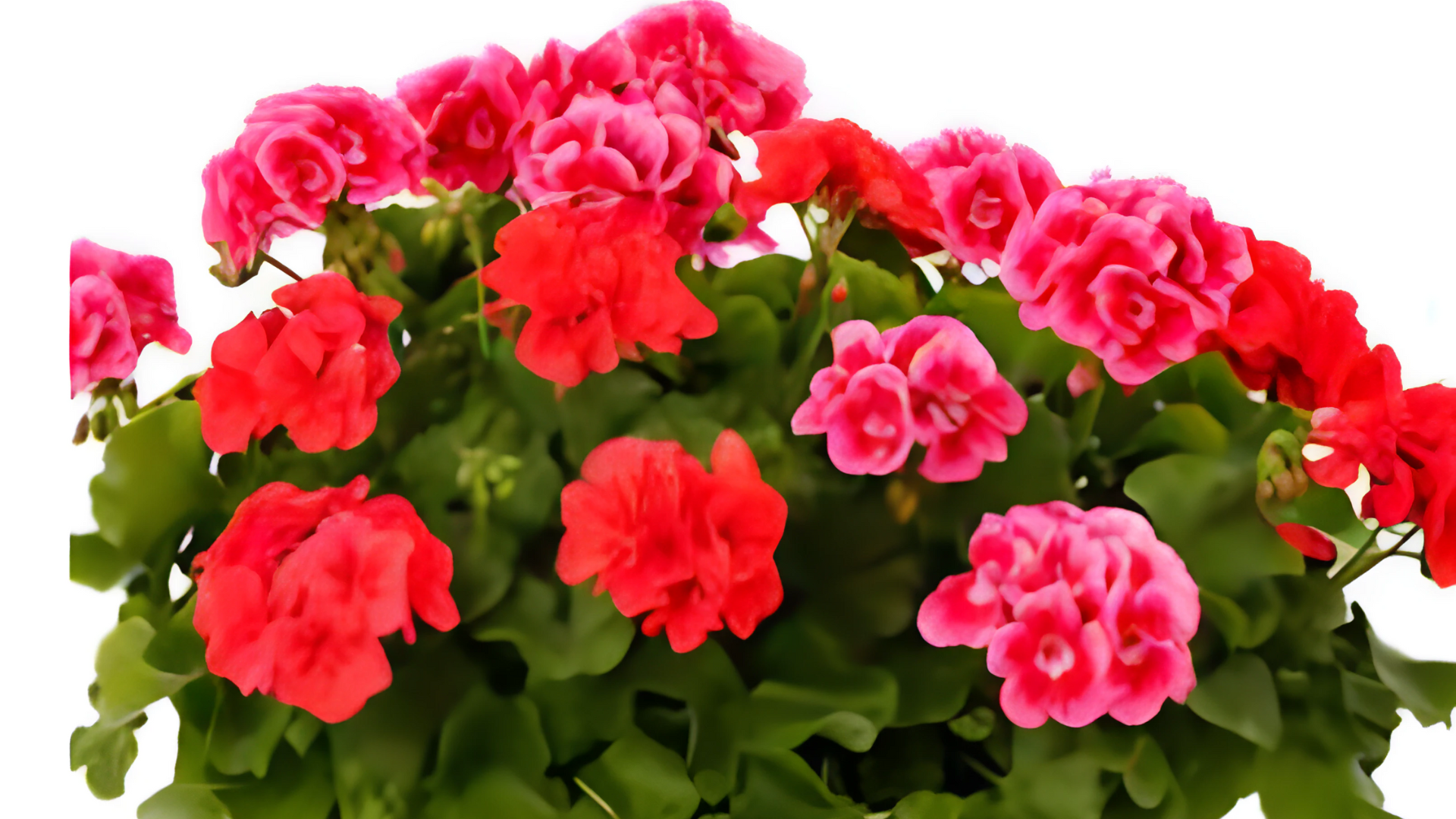 A bunch of red and pink flowers with green leaves on a white background