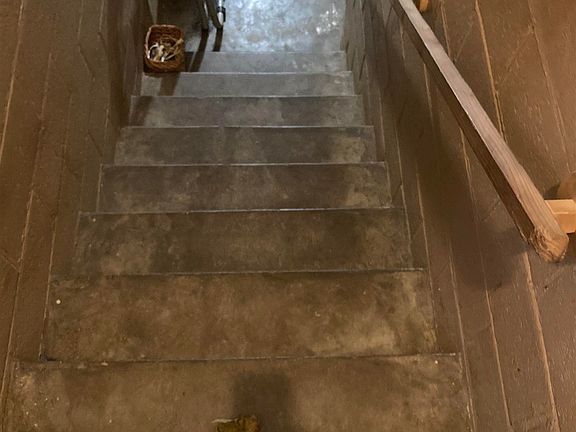A dog is walking down a set of stairs in a basement.