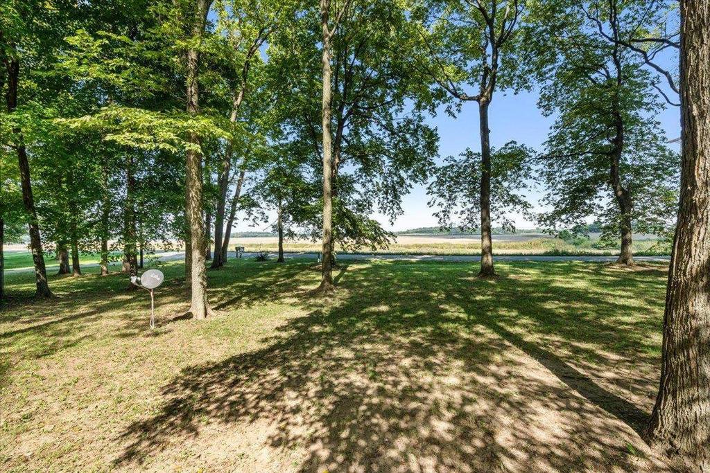 A lush green forest with trees casting shadows on the ground.