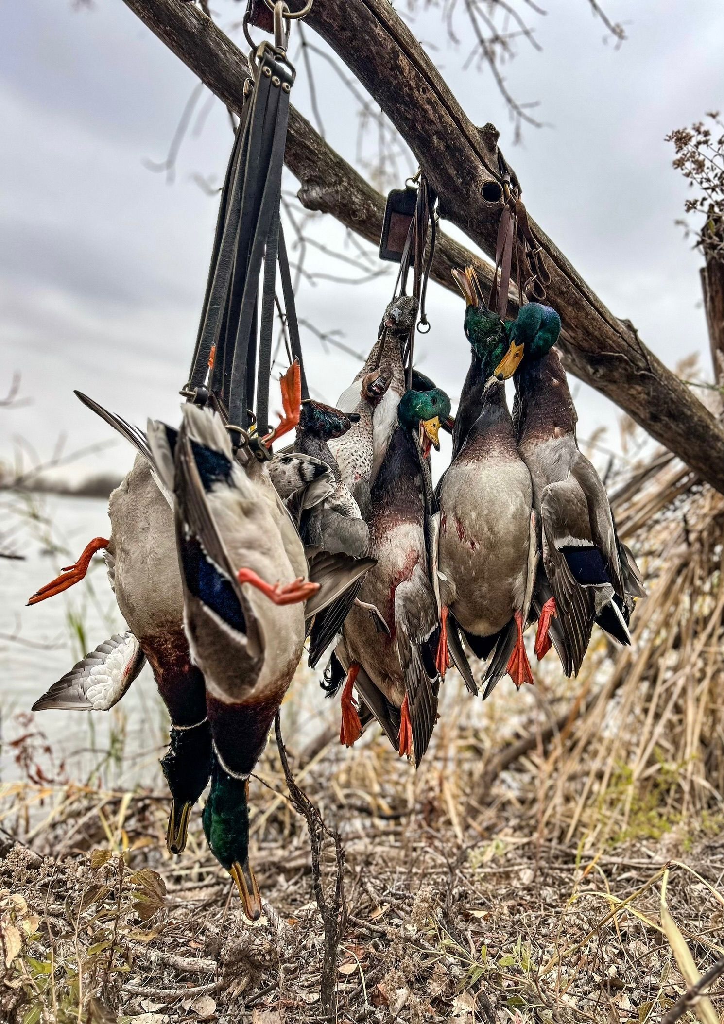 Several ducks hang from a tree branch, presumably after a hunt.