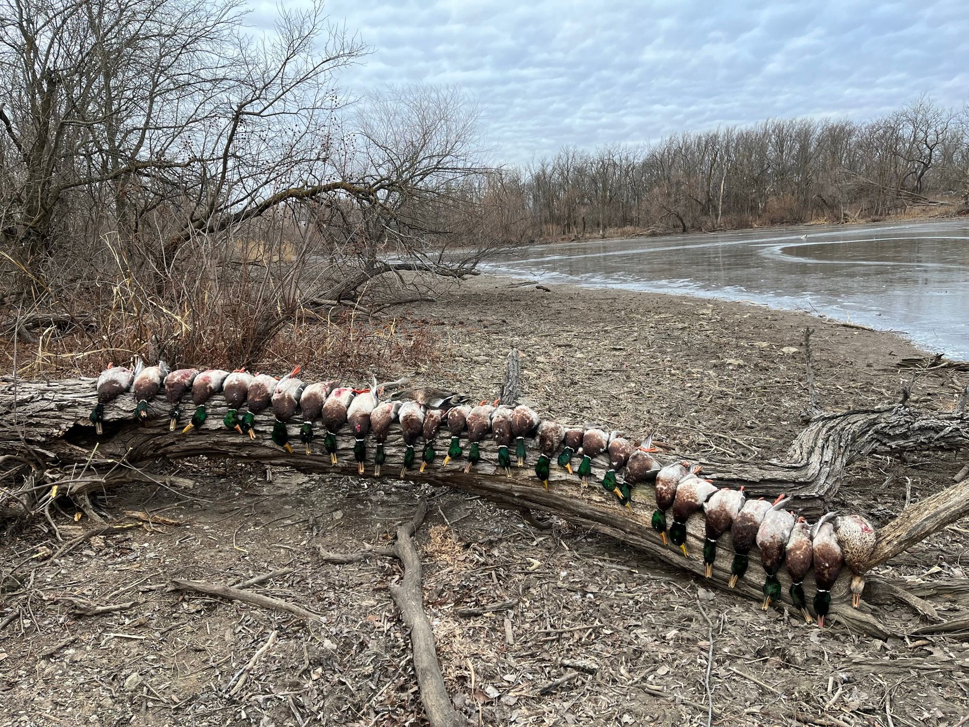 Mallard ducks lined up on a log near a body of water and trees on an overcast day.