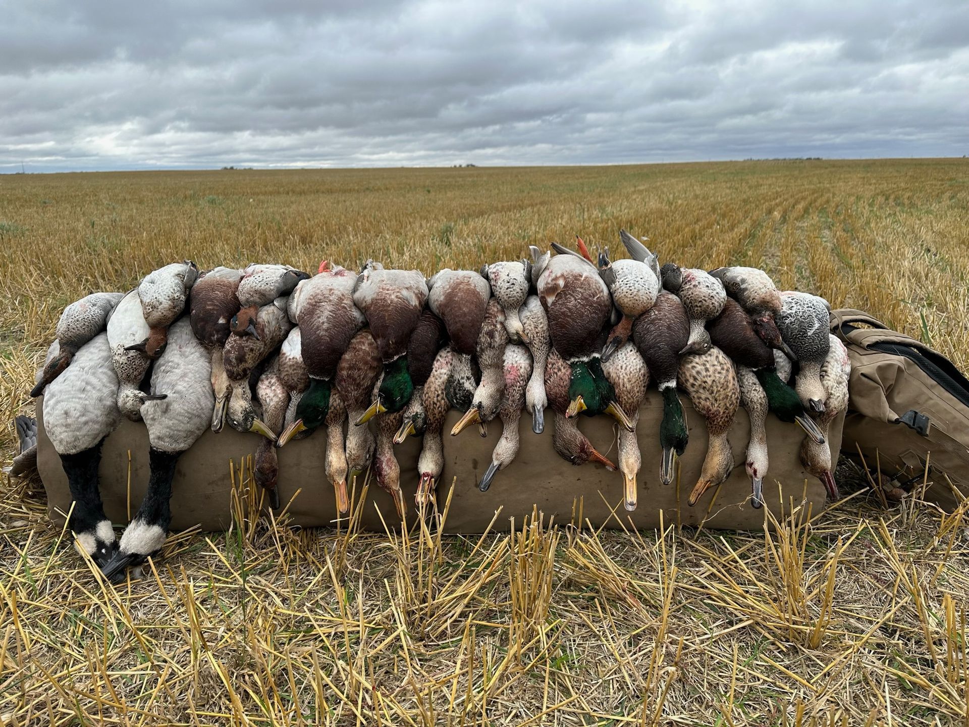 Ducks harvested after hunting season, displayed in a harvested wheat field.