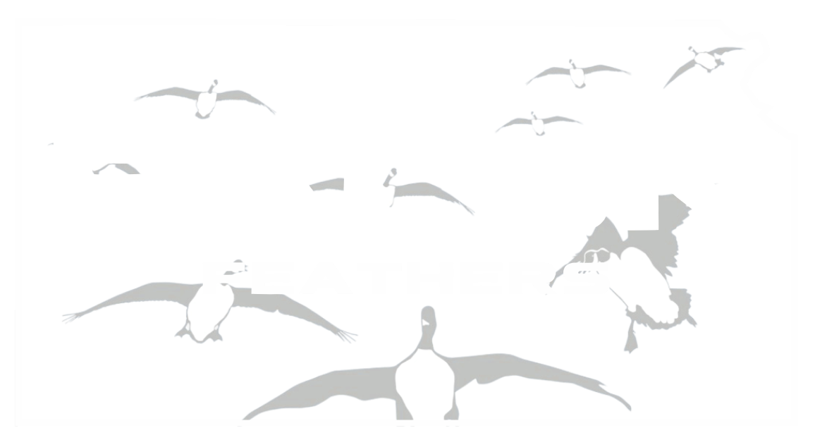 Flock of white birds in flight against a white background.