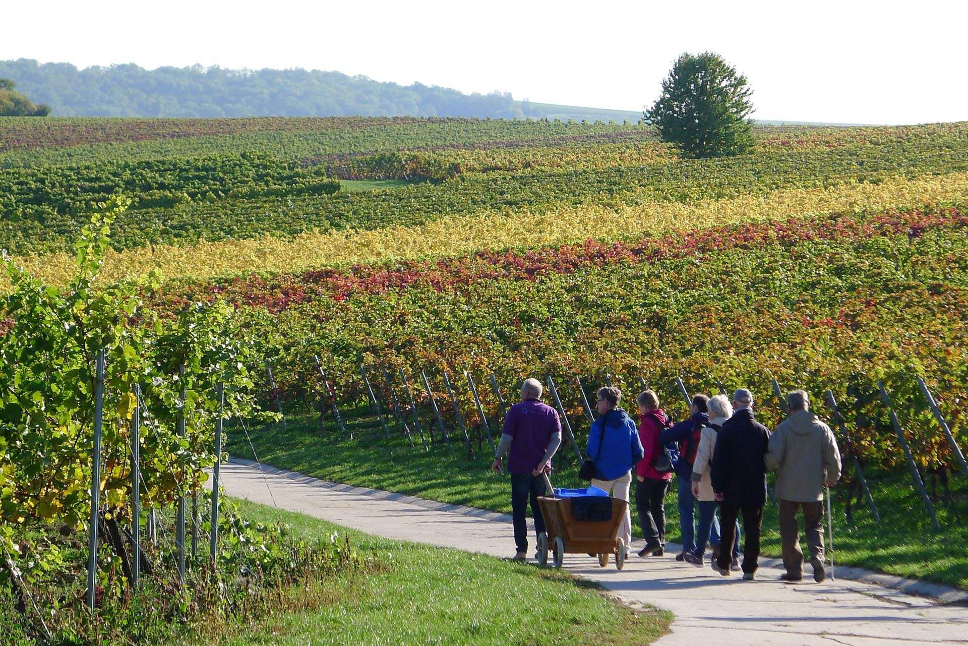 Eine Gruppe von Menschen geht einen Weg in einem Weinberg entlang