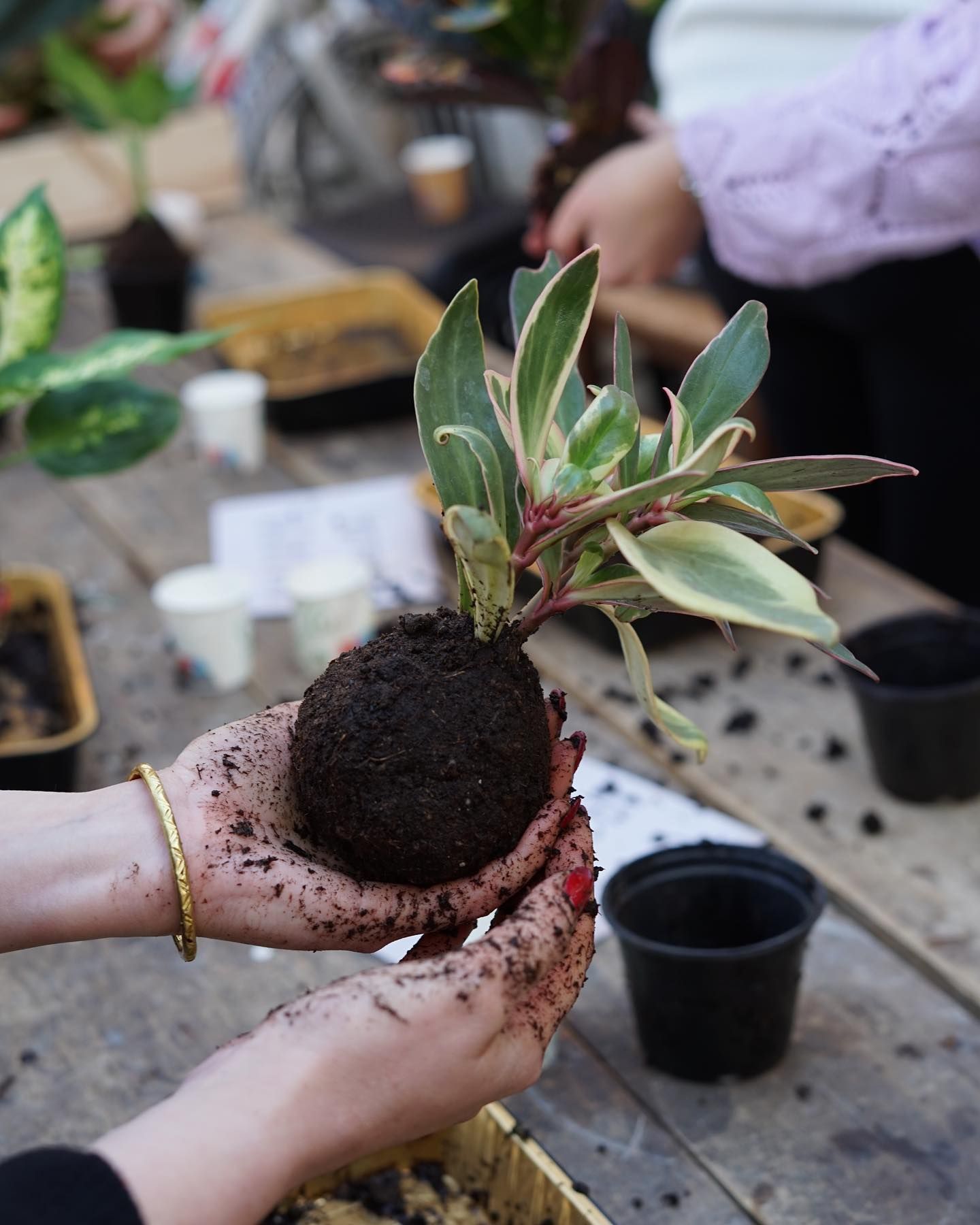 una donna tiene in mano una pianta in una ciotola .