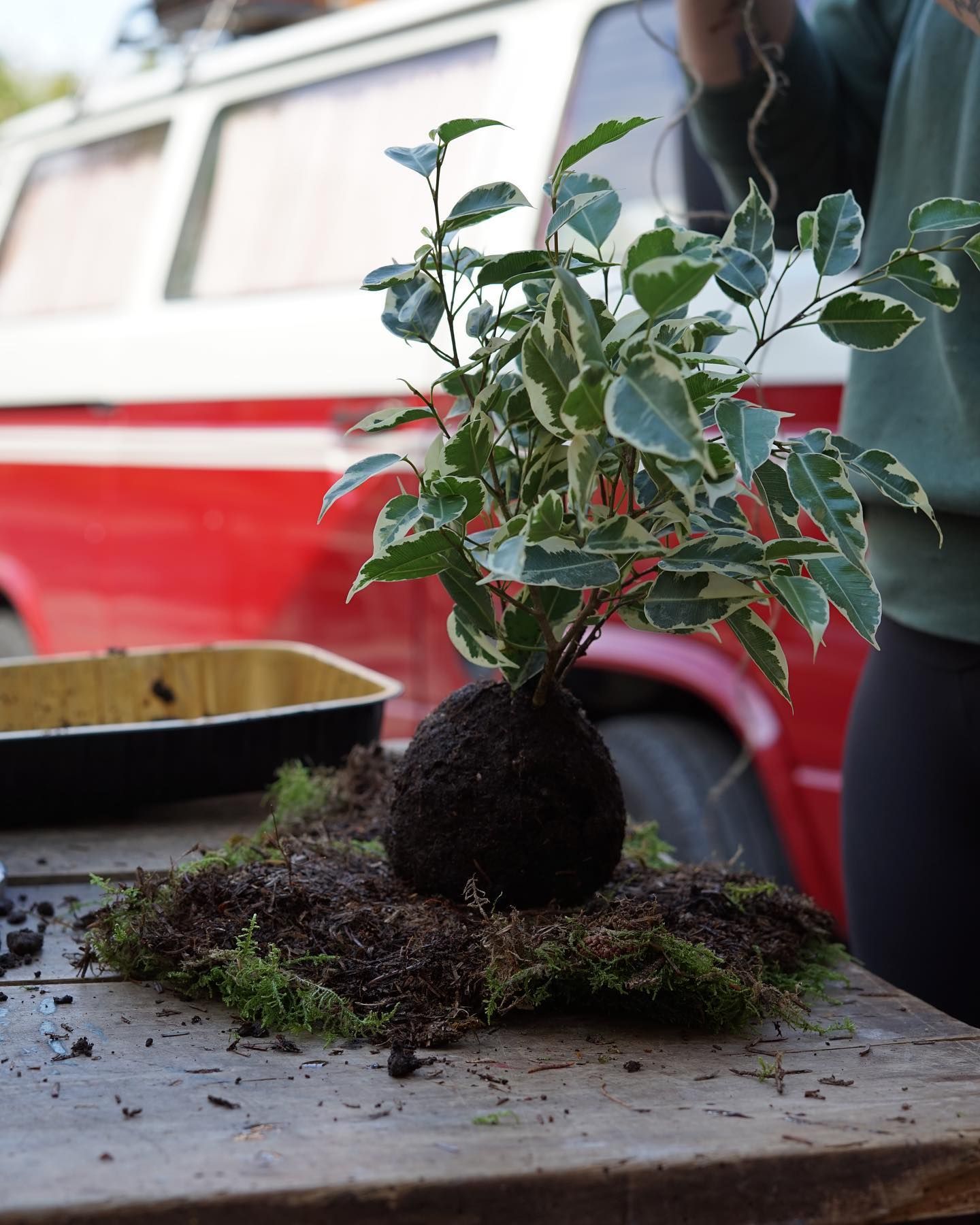 una pianta è seduta su un tagliere di legno