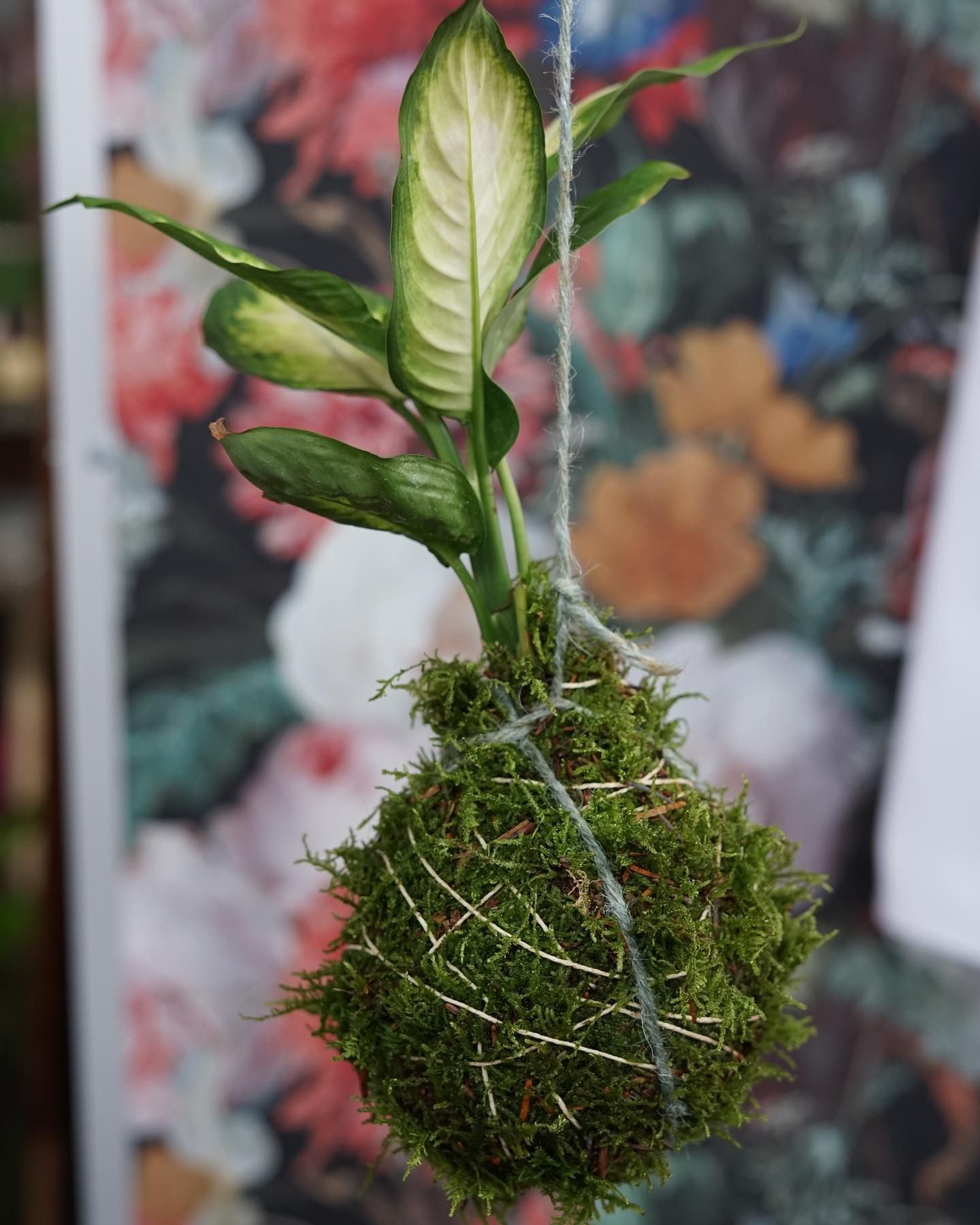 un primo piano di una pianta appesa a una corda .
