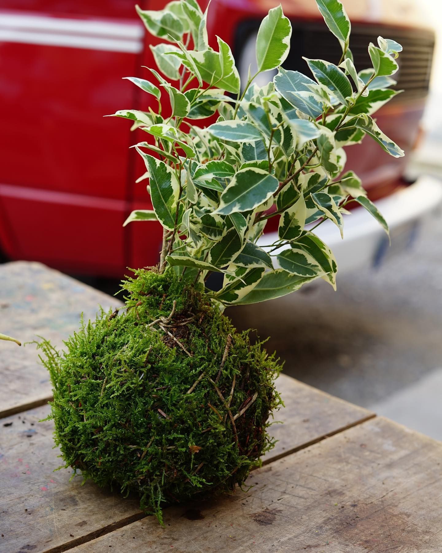 una pianta è seduta su un tavolo di legno con un'auto rossa sullo sfondo