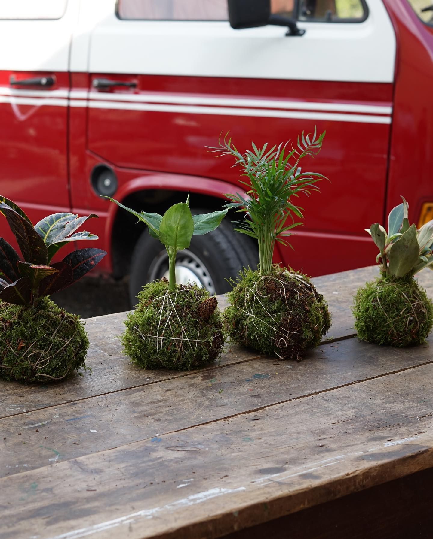 un gruppo di piante è seduto su un tavolo di legno davanti a un furgone rosso .