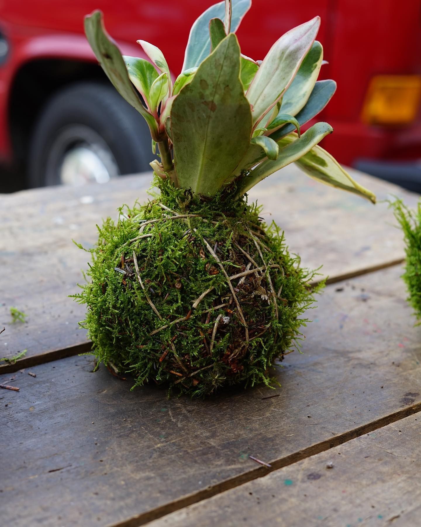 una pianta è seduta su un tavolo di legno con un camion rosso sullo sfondo