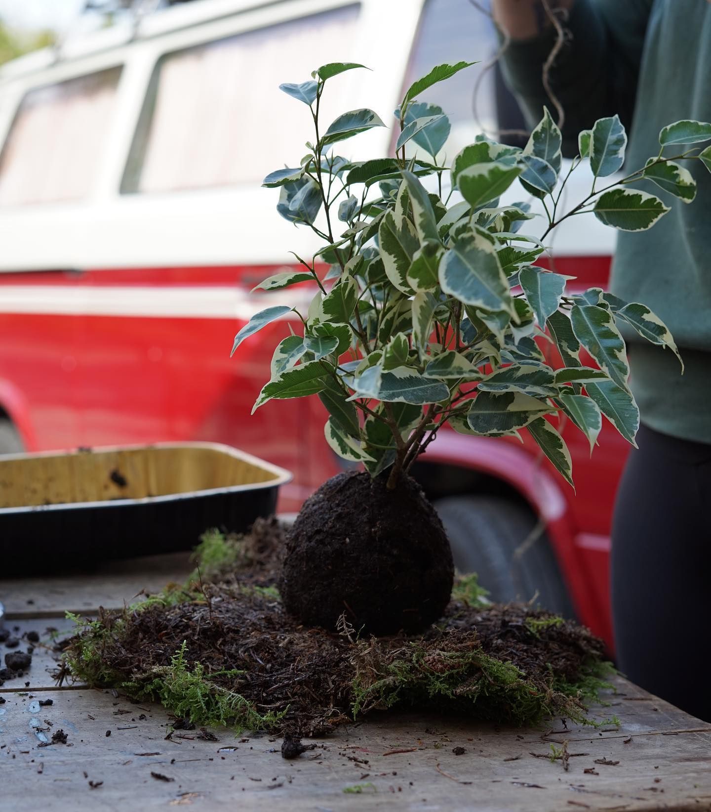 una pianta è seduta su un tavolo di legno con un camion rosso sullo sfondo