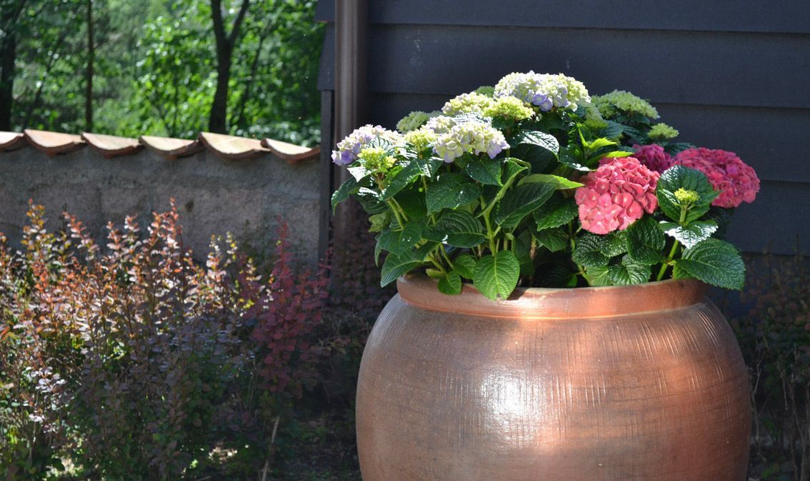 En kobberfarget potte fylt med blomstrende rosa og hvite hortensiablomster, plassert i en hage nær en mur.