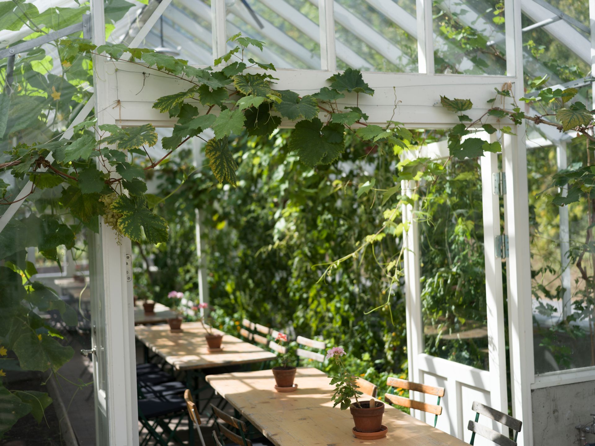 Hvitt drivhusinteriør med bord, stoler og potteplanter, vinranker som vokser over en døråpning og sollys.