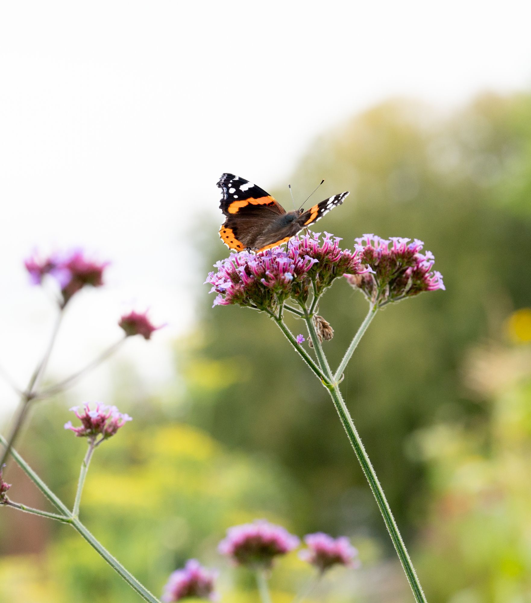 Sommerfugl med oransje og svarte vinger, plassert på en lilla blomst, myk grønn bakgrunn.