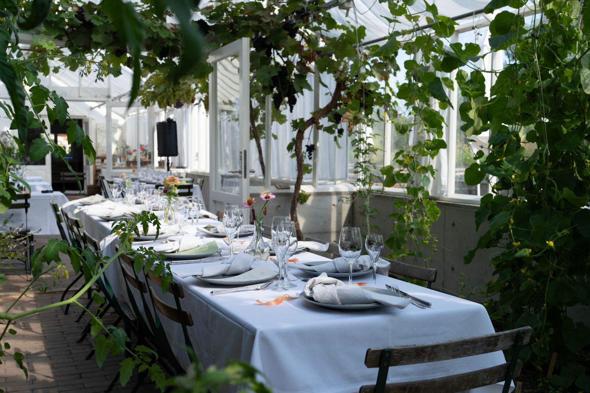 Langt bord dekket til et måltid i et solfylt drivhus, drapert med slyngplanter.
