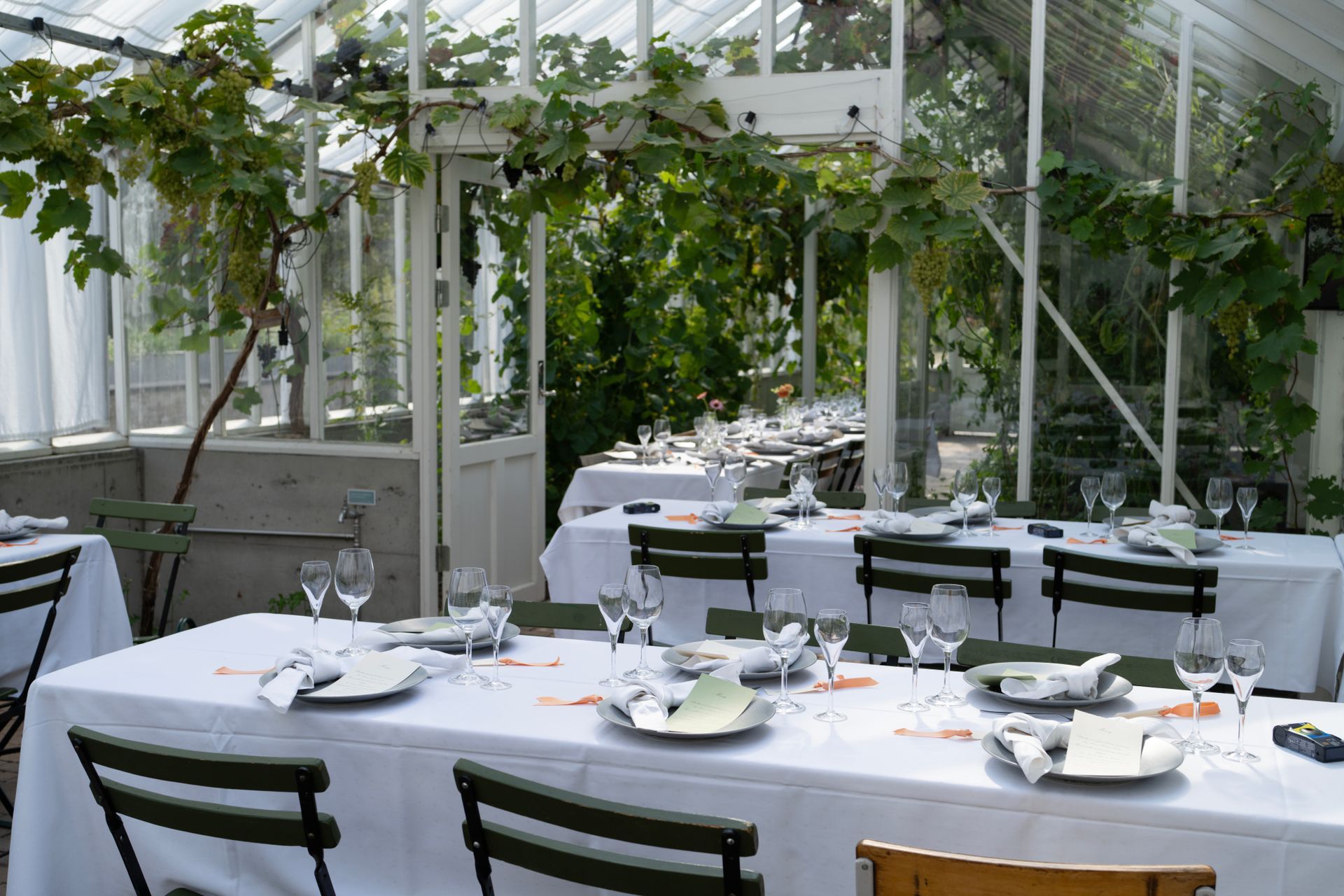 Bord dekket for bespisning i et glassdrivhus, med grønne stoler og slyngplanter over hodet.