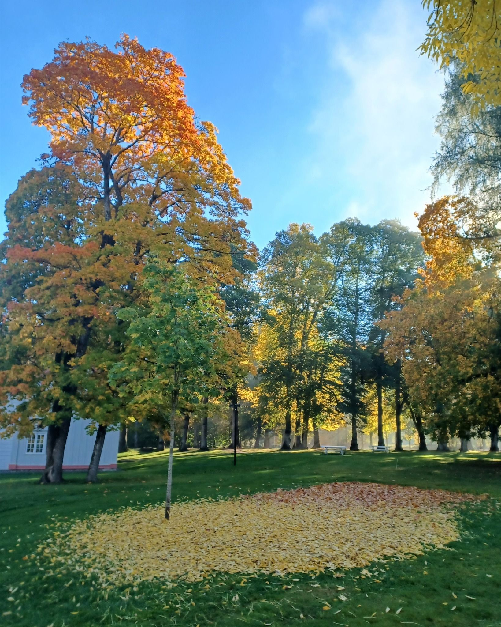 Trær med gule og oransje blader i et grønt felt med falne blader under en klar blå himmel.