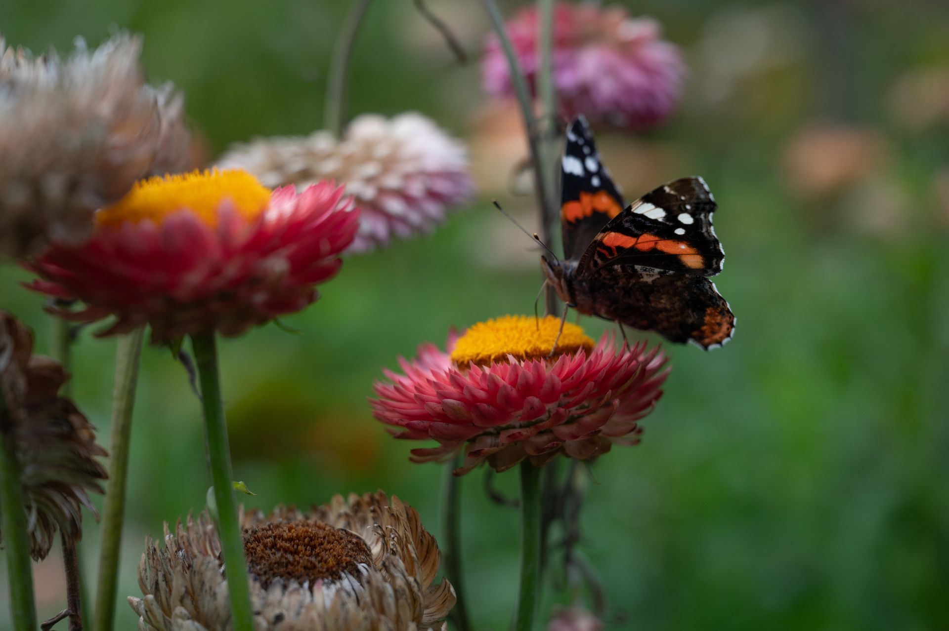 En rød admiralsommerfugl med svarte og oransje vinger sitter på en knallrosa stråblomst i en hage.