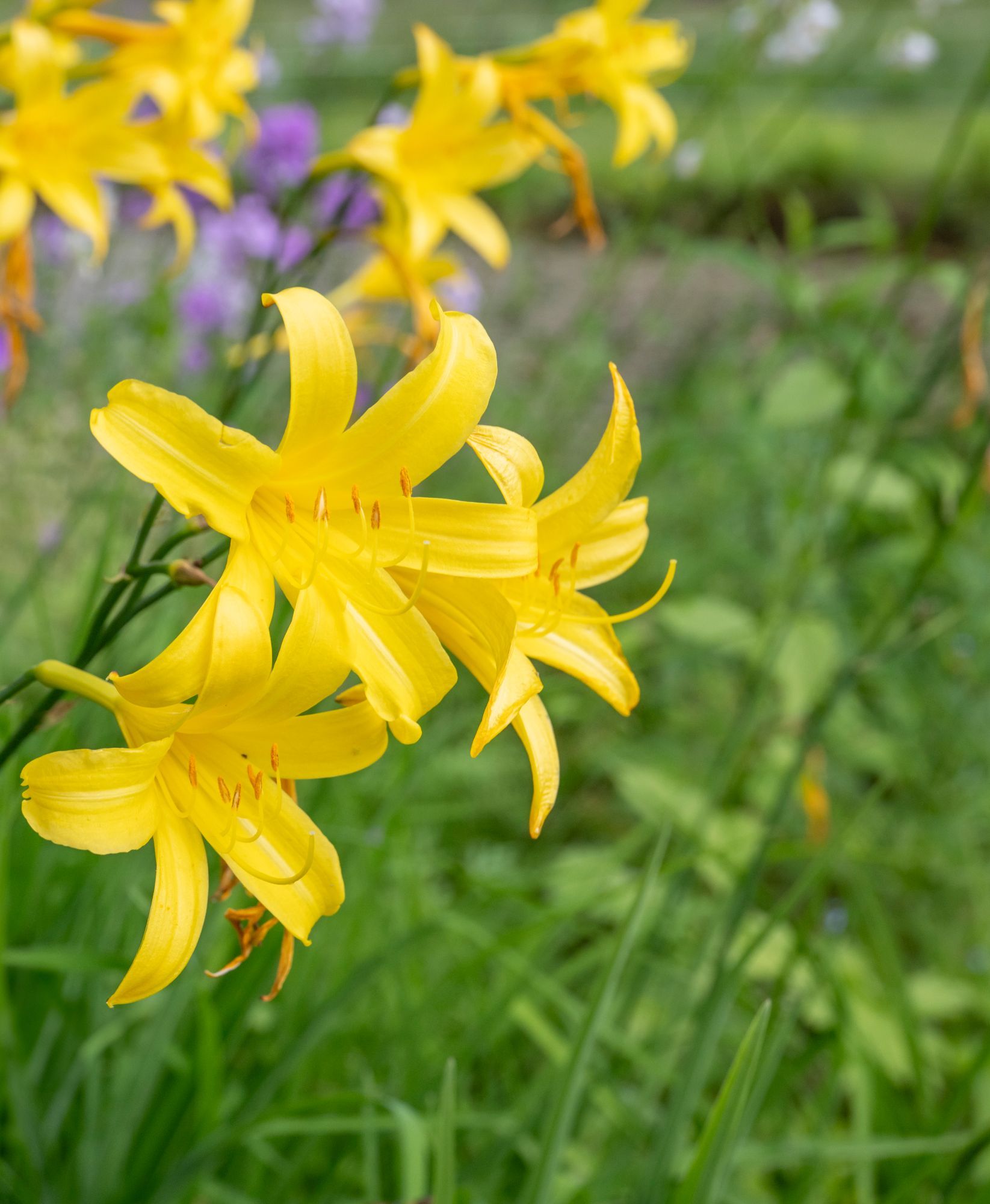 En klynge med livlige gule dagliljer som blomstrer i en hage, med uskarpt grønt løvverk og svake lilla blomster bak.